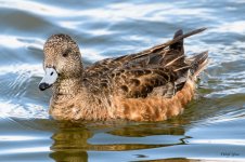 Wigeon-316.jpg