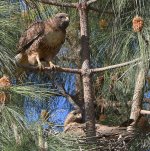 Hawk.jpg