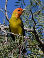 Tanager2.jpg
