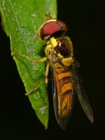 Hoverfly.jpg