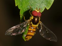 Hoverfly4.jpg