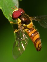 Hoverfly5.jpg