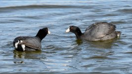 CootFight-300.jpg