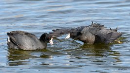 CootFight-301.jpg