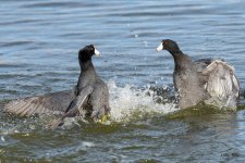 CootFight-302.jpg