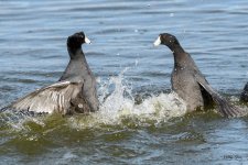 CootFight-303.jpg
