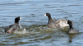 CootFight-305.jpg