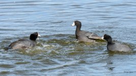 CootFight-306.jpg