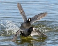 CootFight-307.jpg