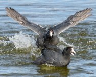 CootFight-308.jpg