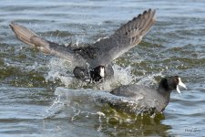 CootFight-309.jpg