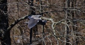 DSC_1223_DxO-1.jpg