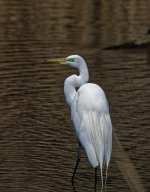 DSC_1270_DxO-1.jpg