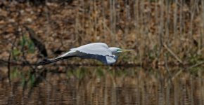 DSC_1134_DxO.jpg