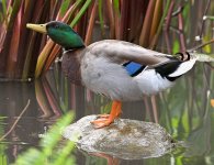 Mallard.jpg