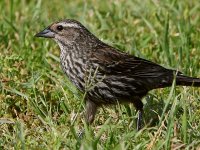 Blackbird2.jpg