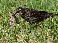 Blackbird4.jpg