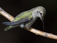 Hummer10.jpg