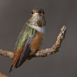 Hummer12.jpg