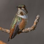 Hummer13.jpg