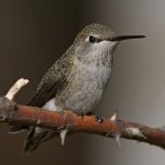 Hummer2.jpg