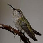 Hummer7.jpg