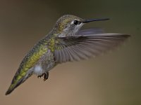 Hummer4.jpg