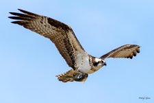 OspreyFish-320.jpg