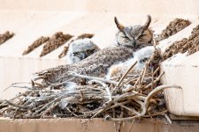 OwlOwlets-300.jpg