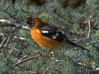 Grosbeak.jpg