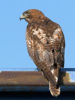 Hawk2.jpg