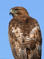 Hawk4.jpg