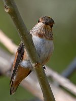 Hummer4.jpg