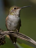 Hummer18.jpg