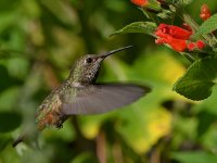 Hummer25.jpg