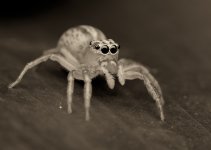 DSC_5975 (1).jpg