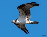 OspreyFlight-320.jpg