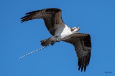 OspreyFlight-321.jpg
