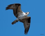 OspreyFlight-322.jpg