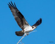OspreyFlight-324.jpg