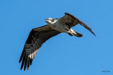 OspreyFlight-325.jpg