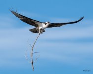 OspreyFlight-326.jpg