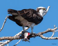 OspreyFish-331.jpg