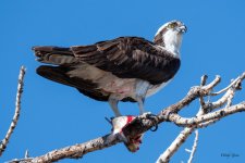 OspreyFish-332.jpg