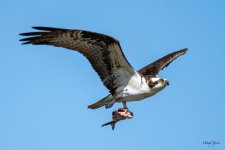 OspreyFish-330.jpg