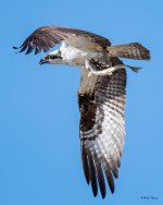OspreyFish-336.jpg