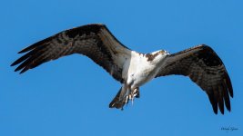 OspreyFlight-327.jpg