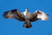 OspreyFlight-328.jpg