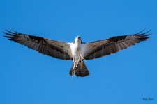 OspreyFlight-329.jpg