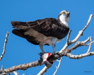OspreyFish-333.jpg